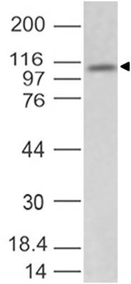 Monoclonal Antibody to Mouse TLR3 (Clone: ABM24E5)